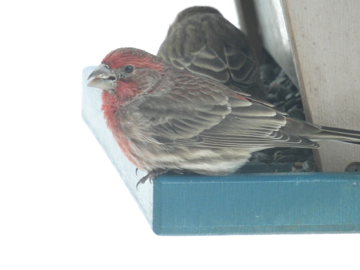 Amerika Çütresi (purpureus) - ML646403995