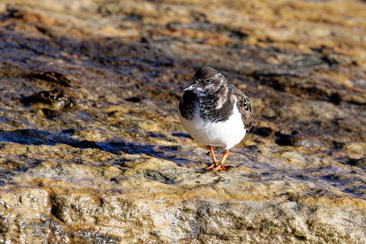 Ruddy Turnstone - ML646403999