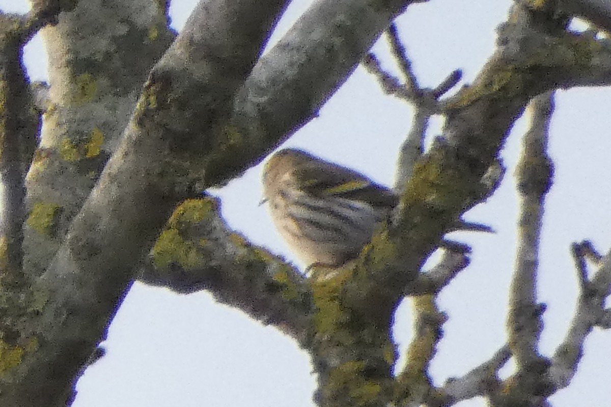 Eurasian Siskin - ML646404003