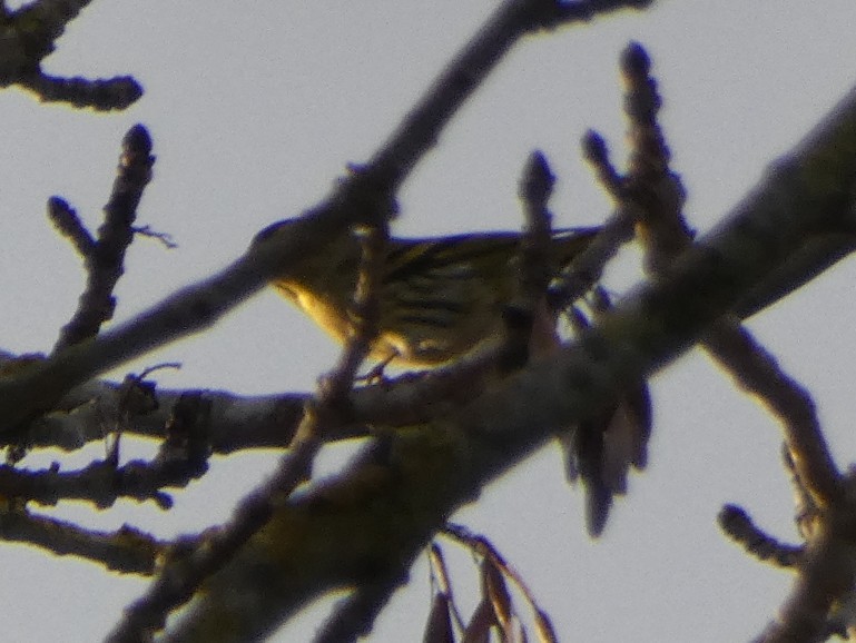 Eurasian Siskin - ML646404014