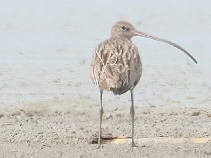Eurasian Curlew - ML646404015