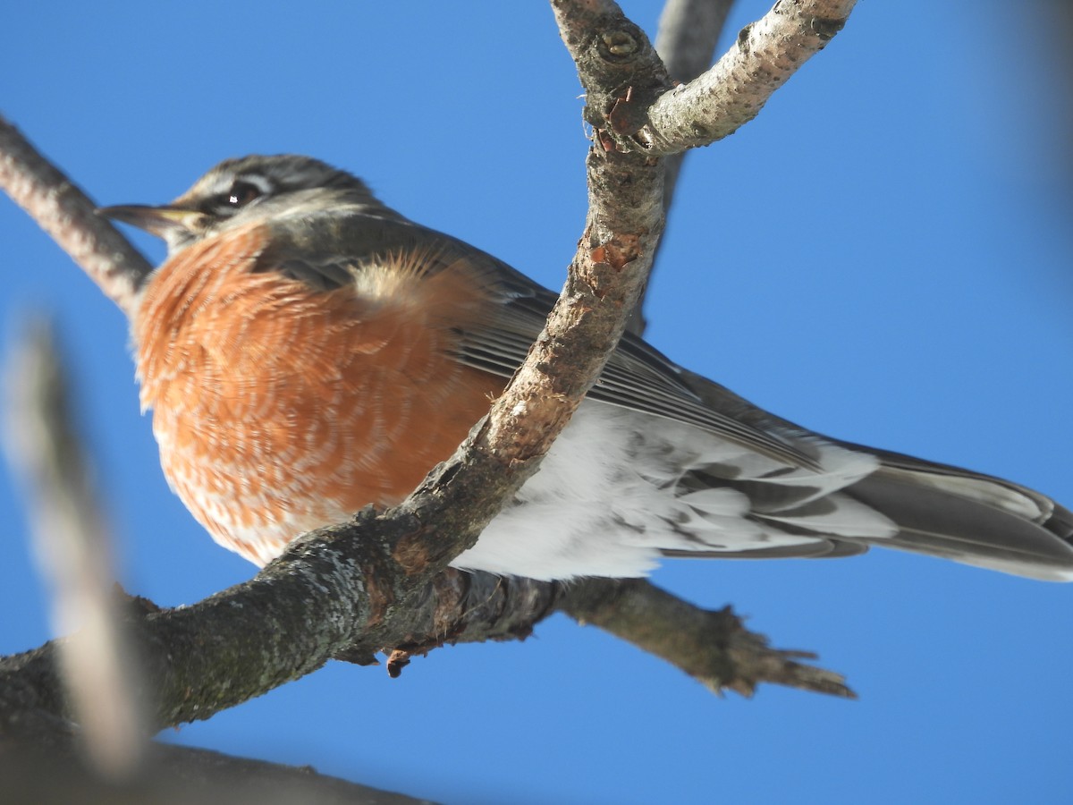 Странствующий дрозд - ML646404016