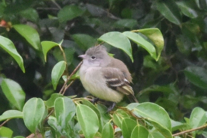 Yellow-bellied Elaenia - ML646404020