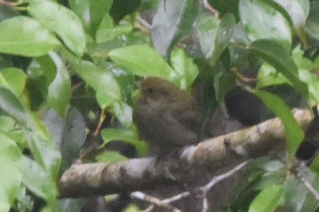 Golden-collared Manakin - ML646404021