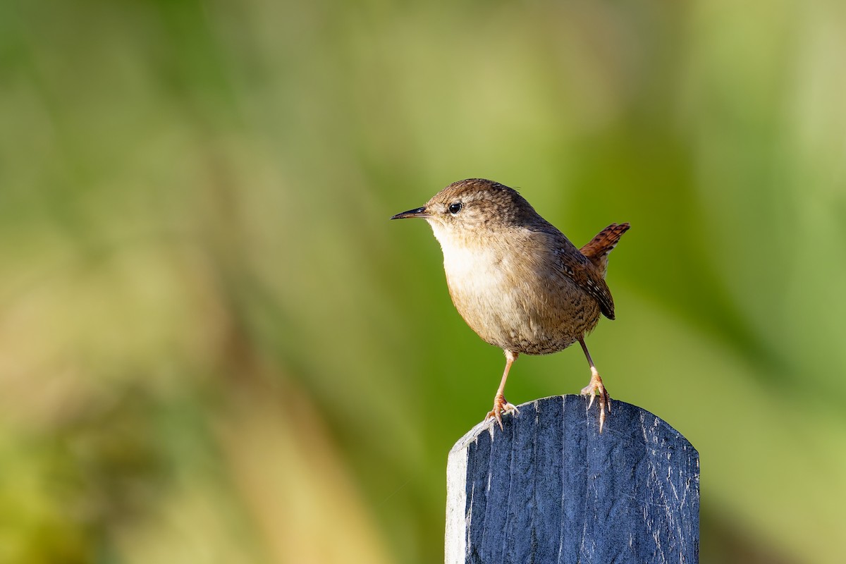 Eurasian Wren - ML646404024