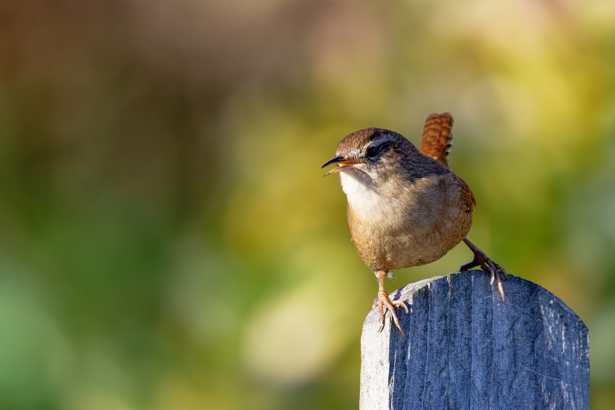 Eurasian Wren - ML646404025