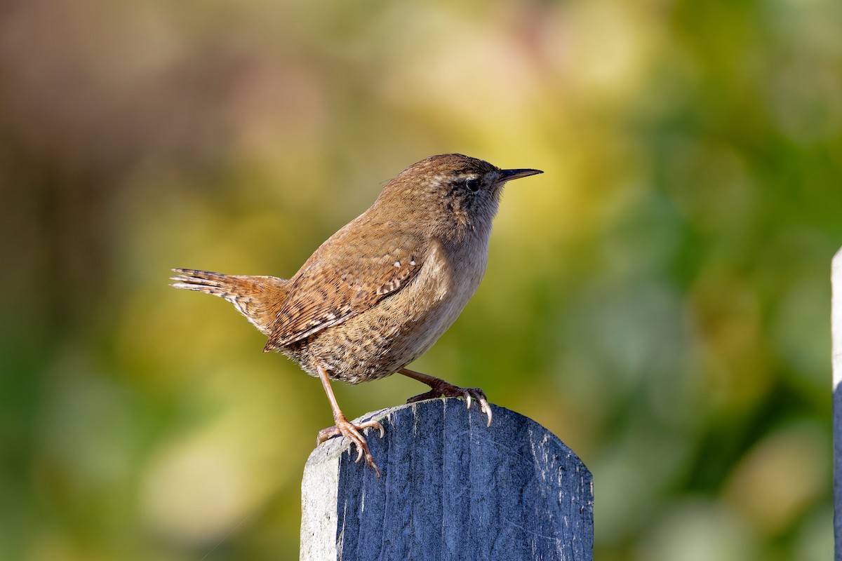 Eurasian Wren - ML646404026