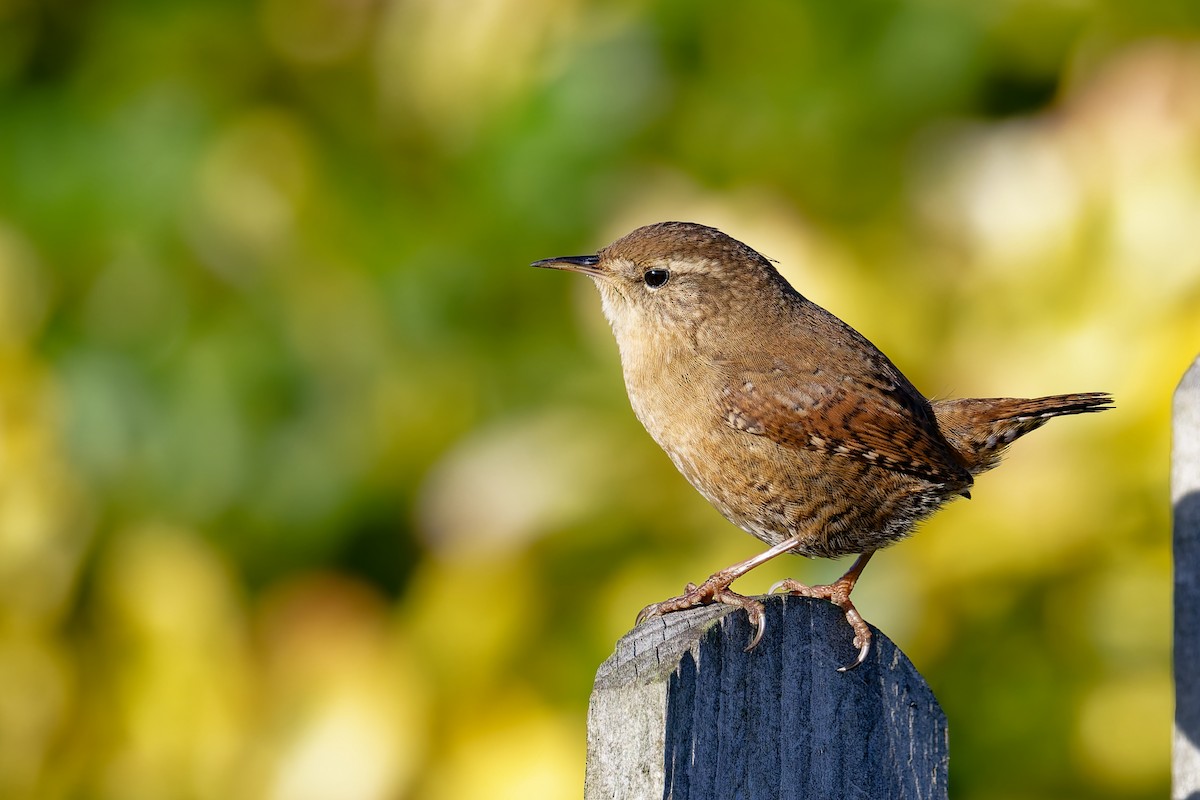 Eurasian Wren - ML646404027