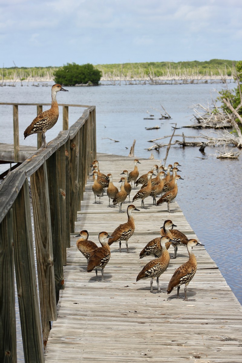 West Indian Whistling-Duck - ML646404028