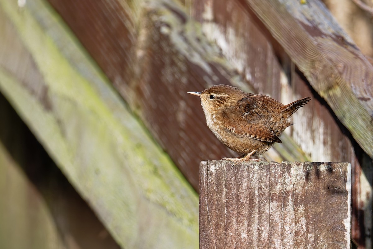 Eurasian Wren - ML646404029
