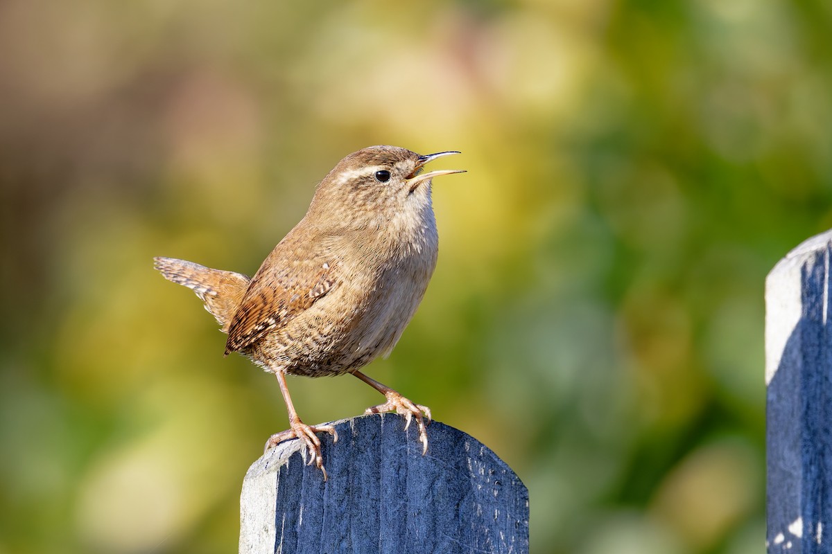 Eurasian Wren - ML646404030
