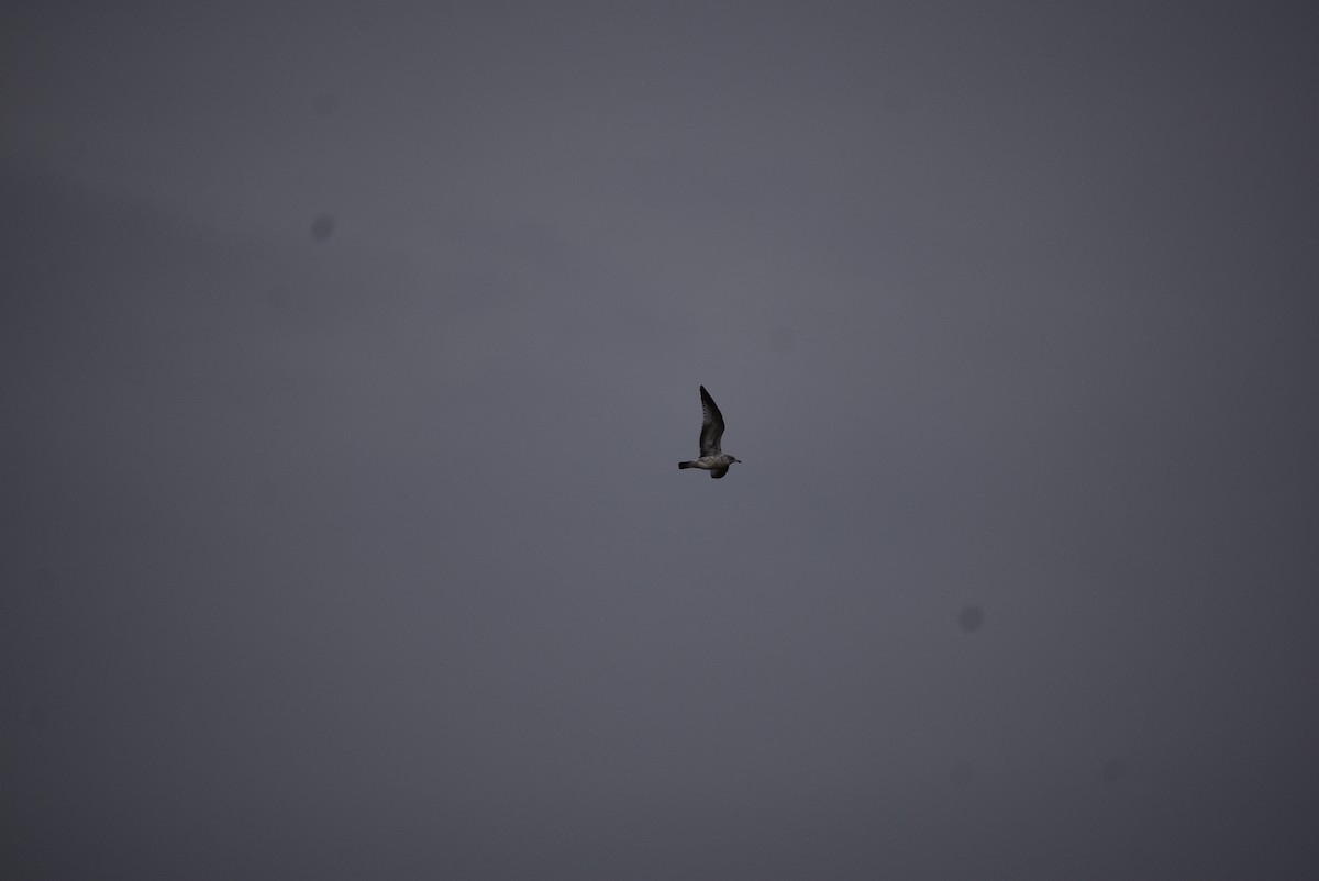 Ring-billed Gull - ML646404031