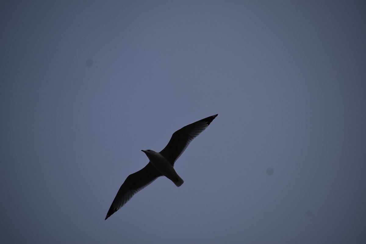 Ring-billed Gull - ML646404032