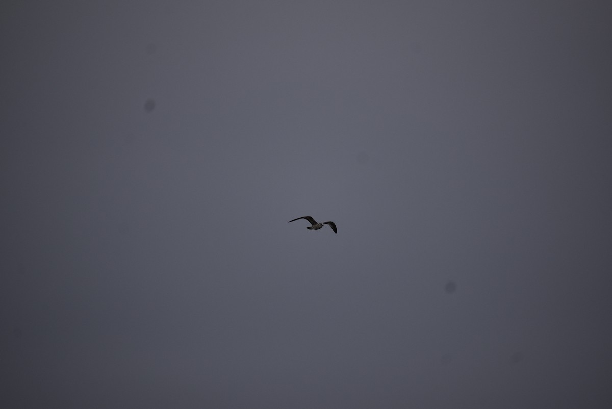 Ring-billed Gull - ML646404033