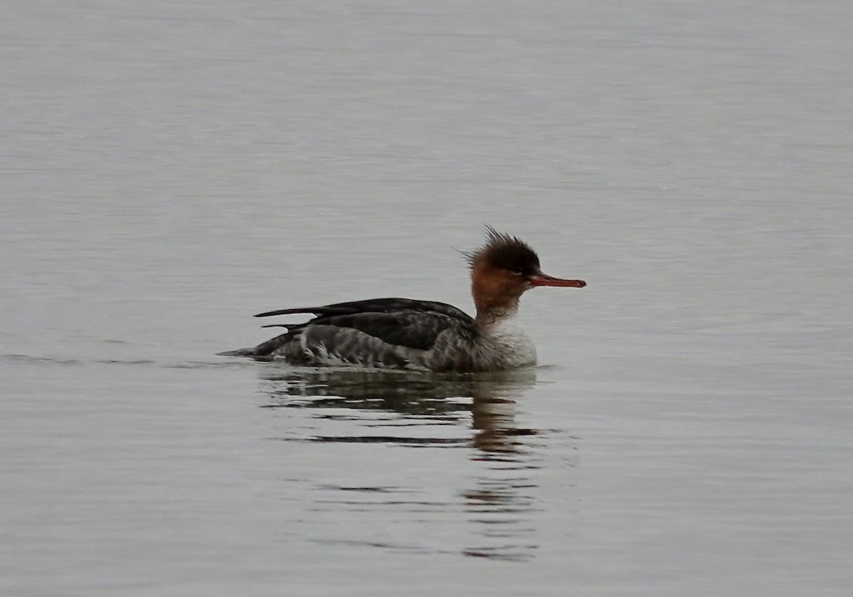 Red-breasted Merganser - ML646404035