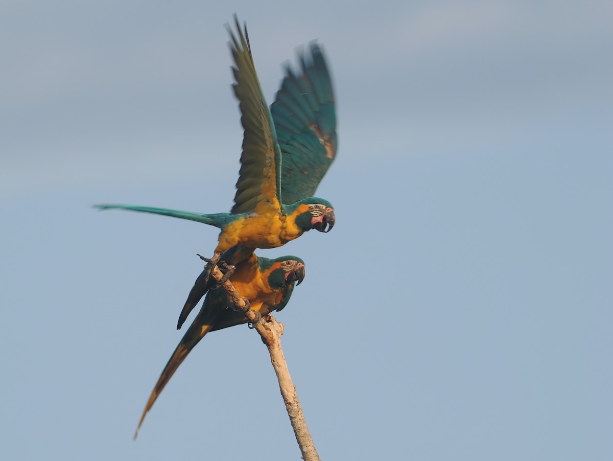 Blue-throated Macaw - ML646404036