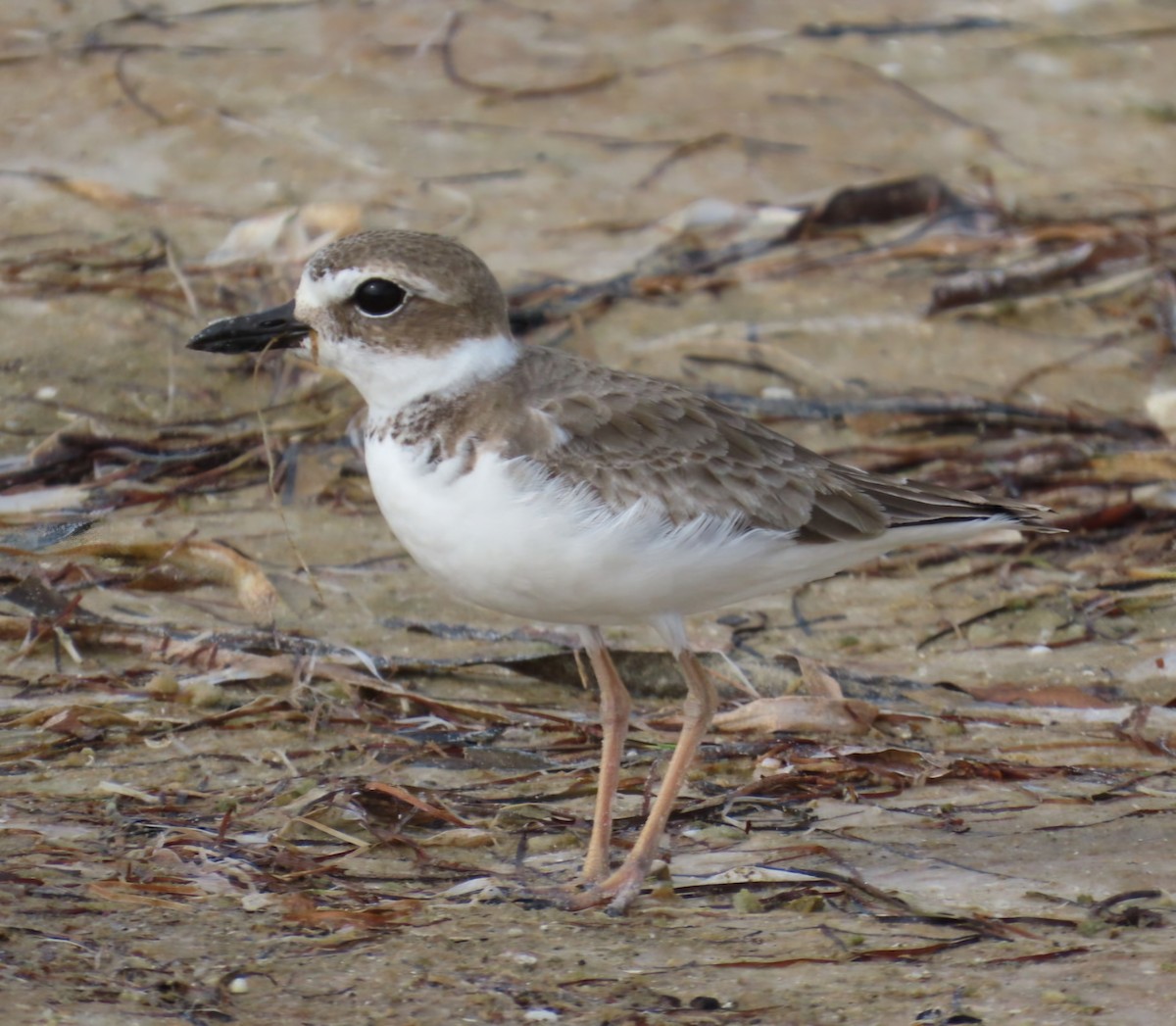 Wilson's Plover - ML646404038