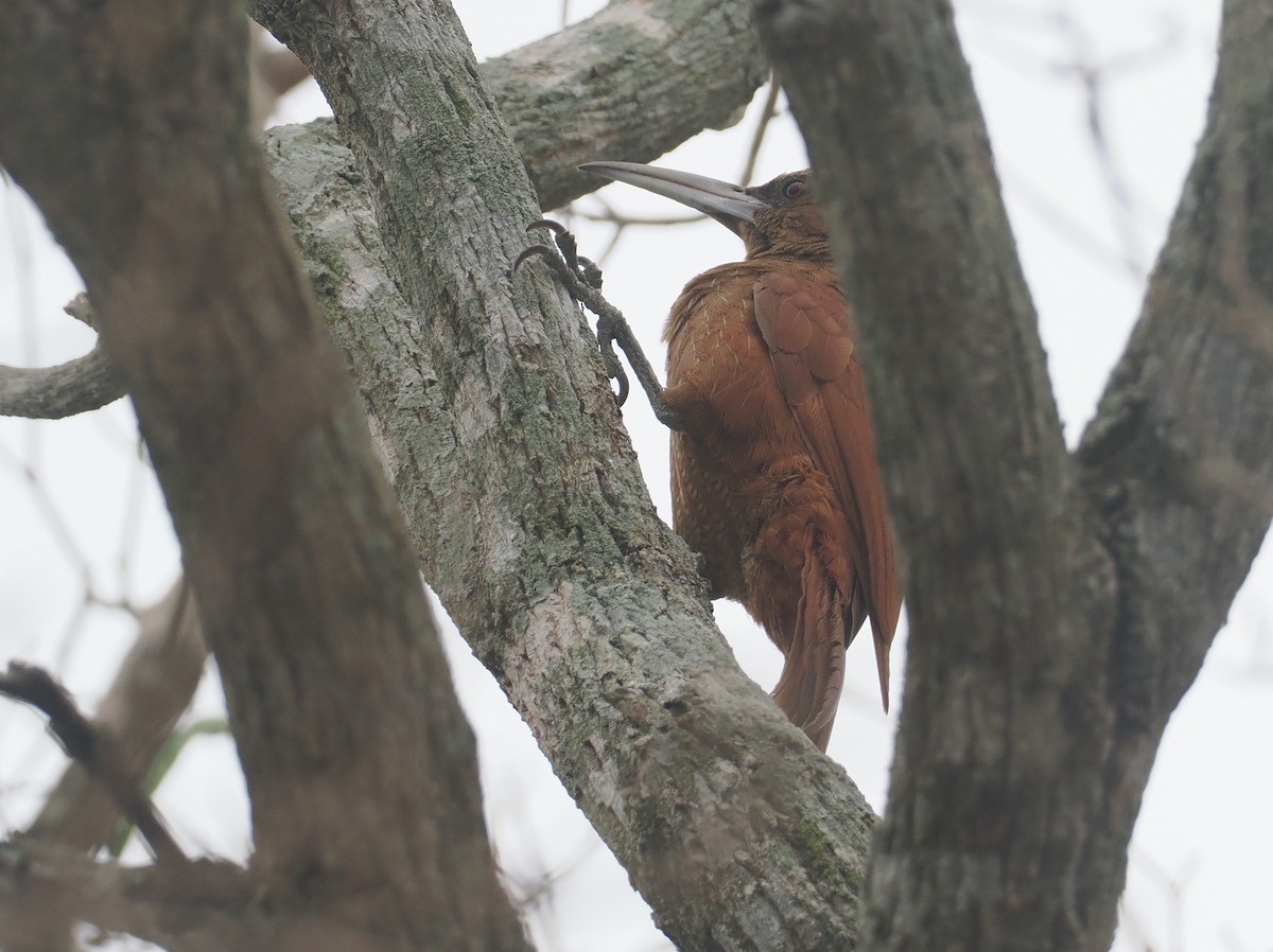 Great Rufous Woodcreeper - ML646404040