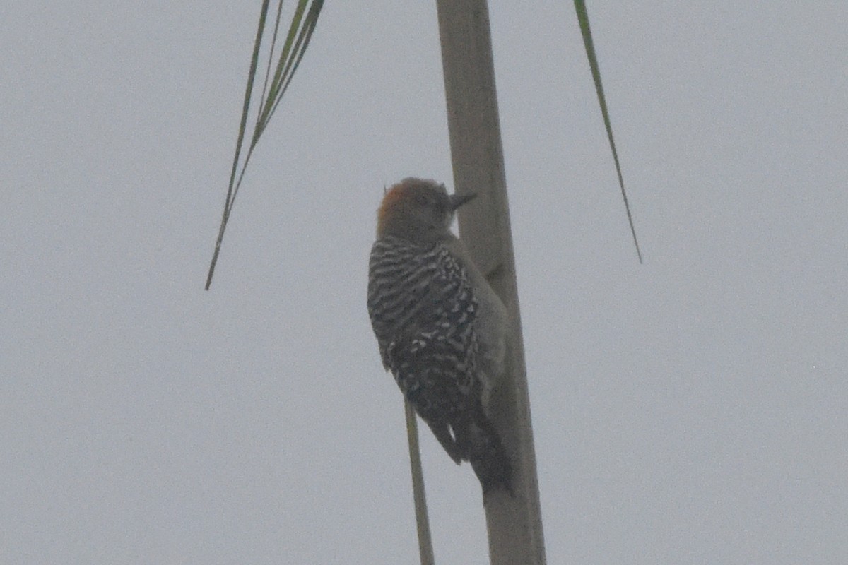 Red-crowned Woodpecker - ML646404041