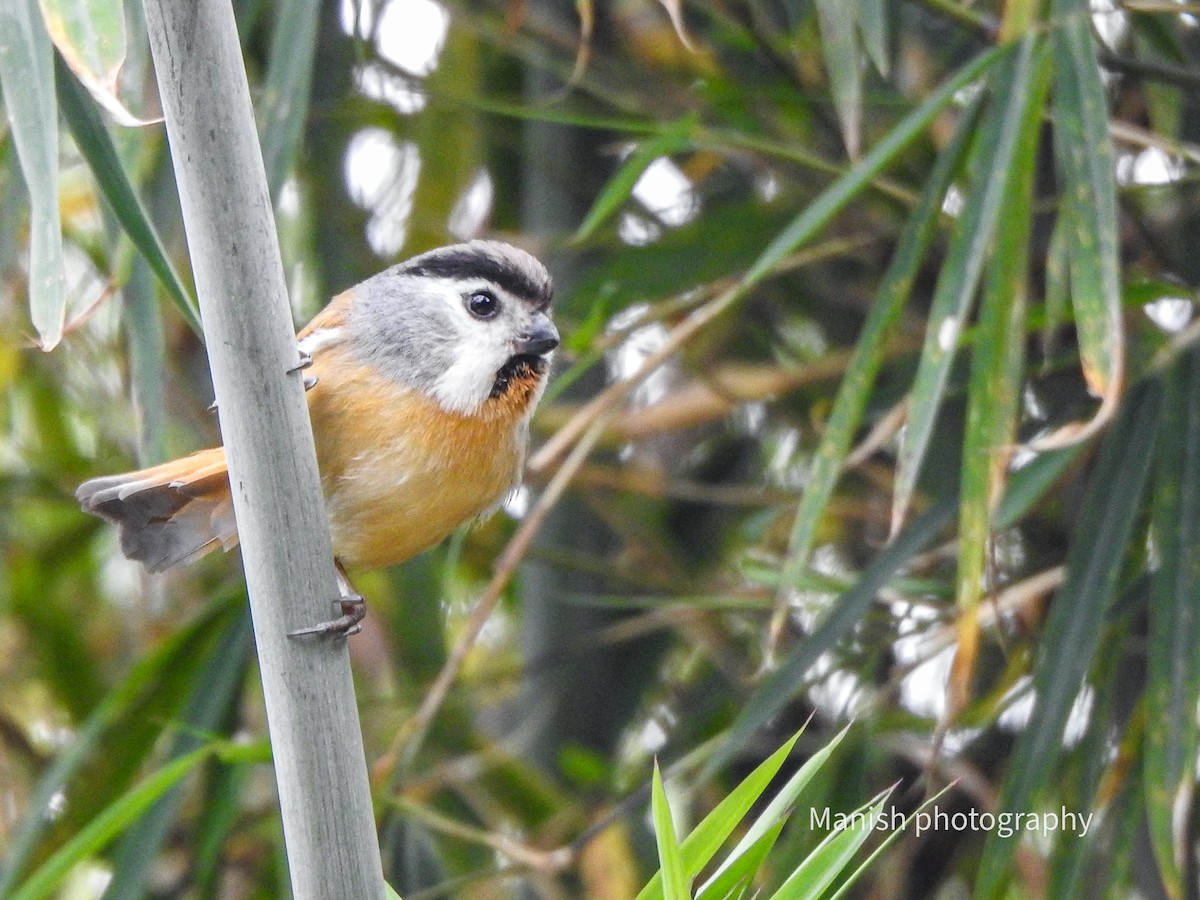 Black-throated Parrotbill - ML646404042