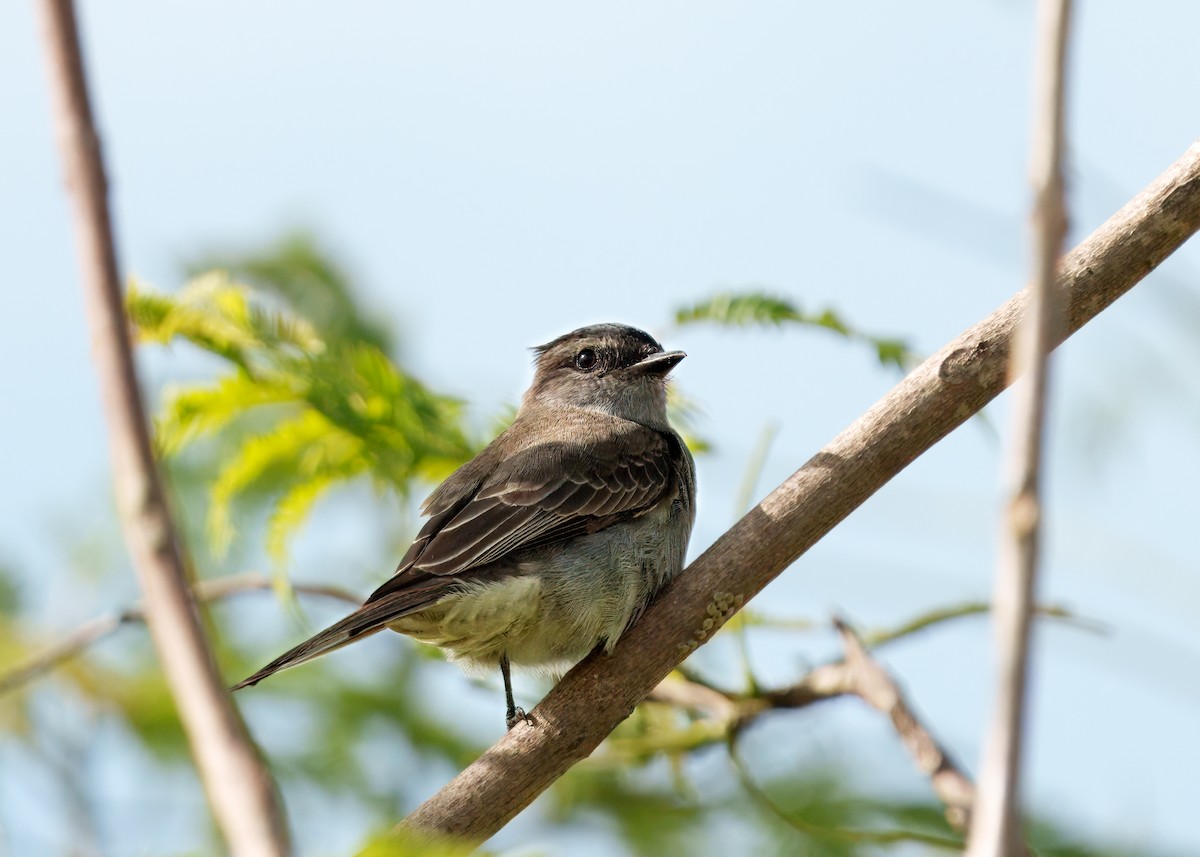 Crowned Slaty Flycatcher - ML646404043
