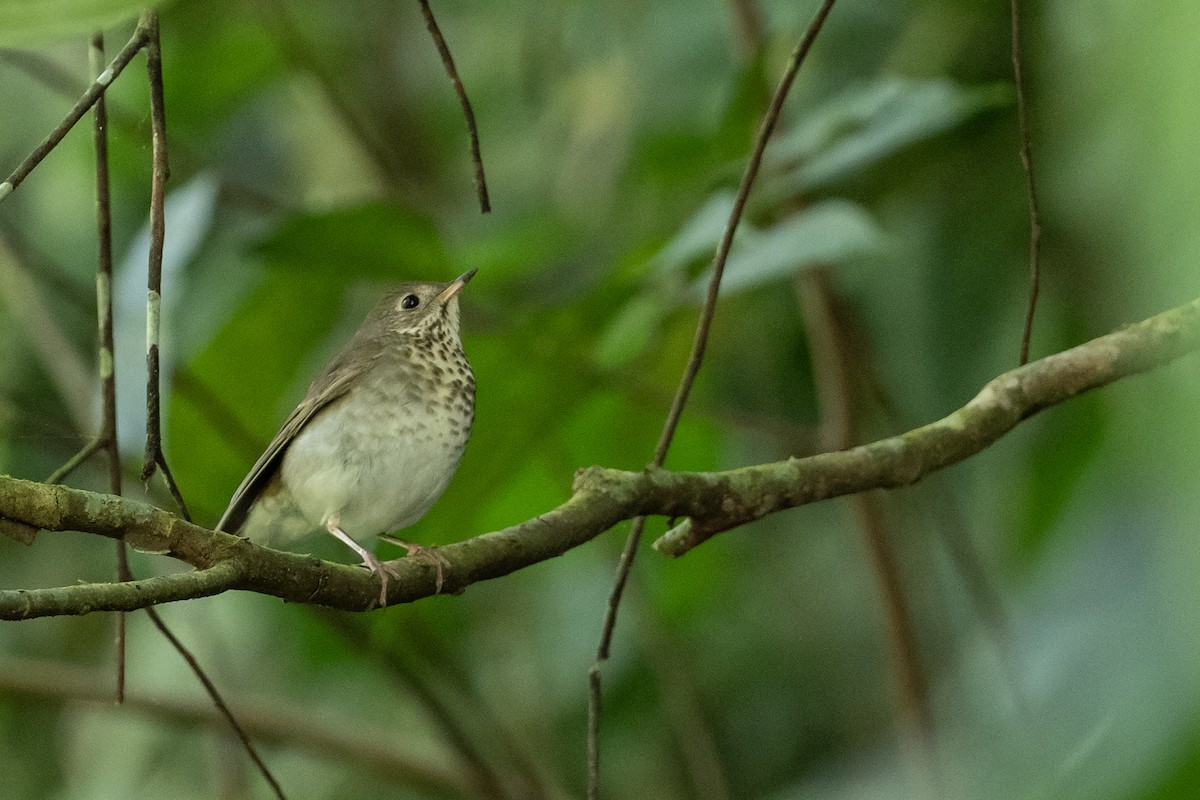 Gray-cheeked Thrush - ML646404044