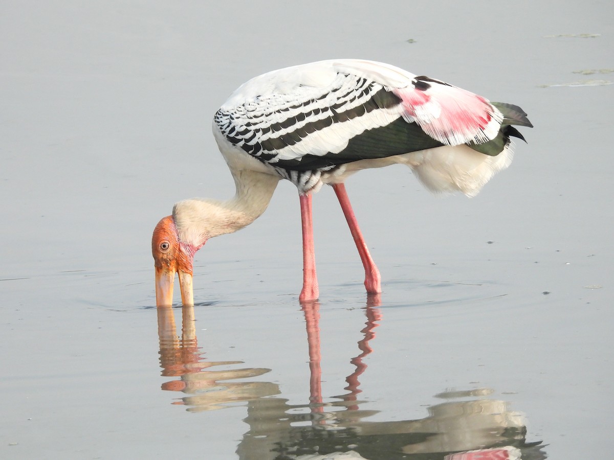 Painted Stork - ML646404045