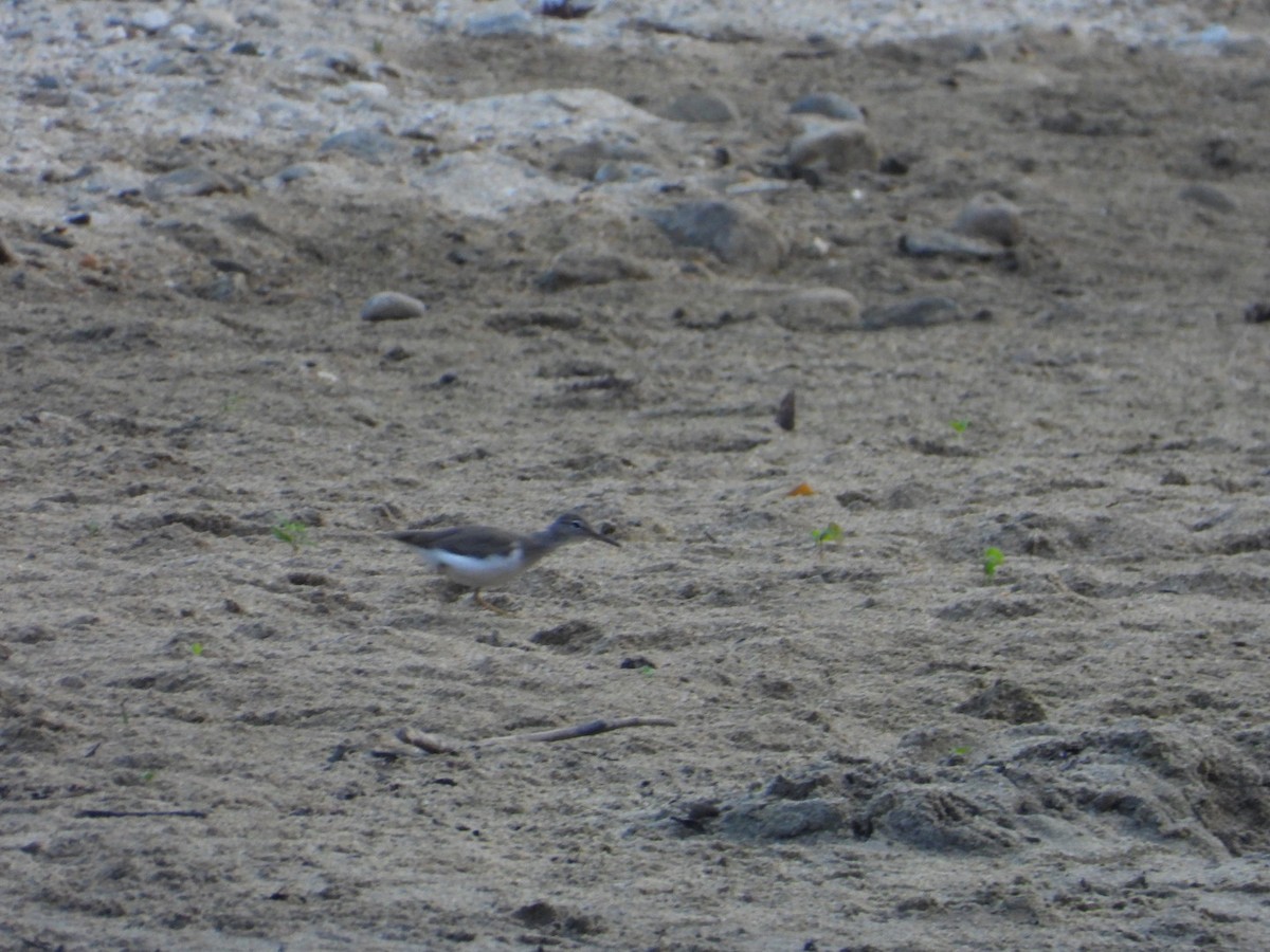 Spotted Sandpiper - ML646404048