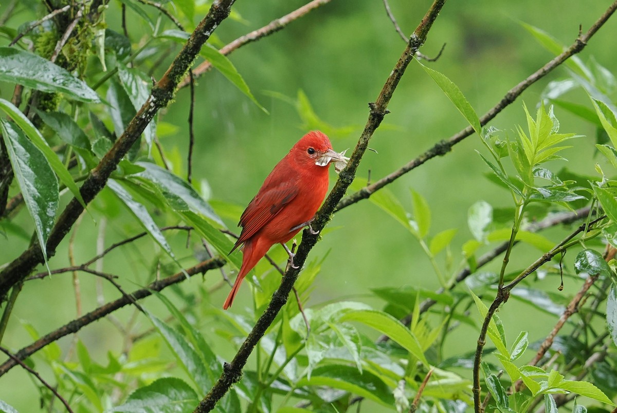 Summer Tanager - ML646404049