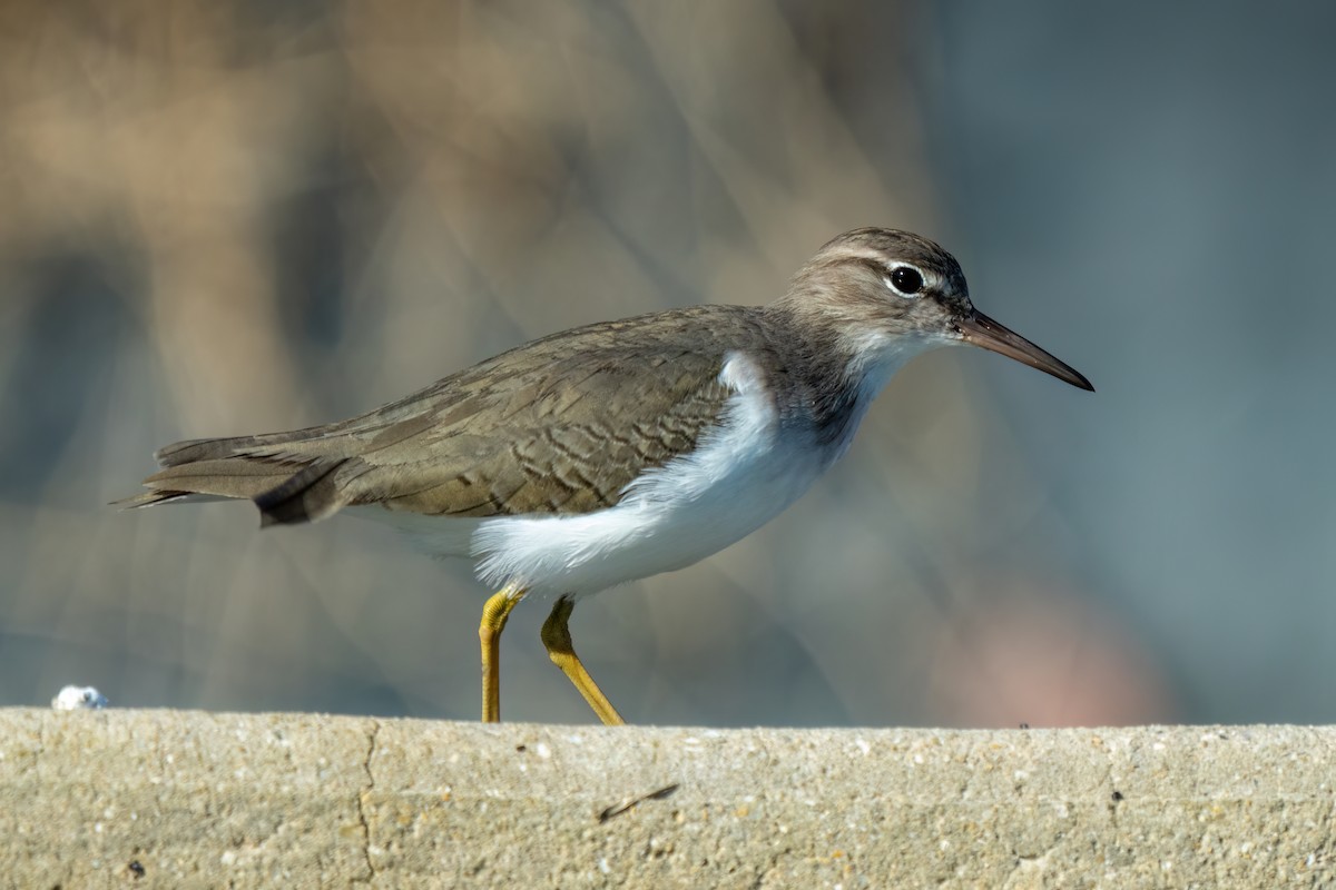 Spotted Sandpiper - ML646404051