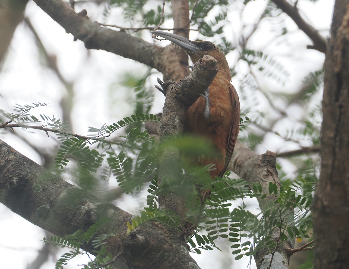 Great Rufous Woodcreeper - ML646404052