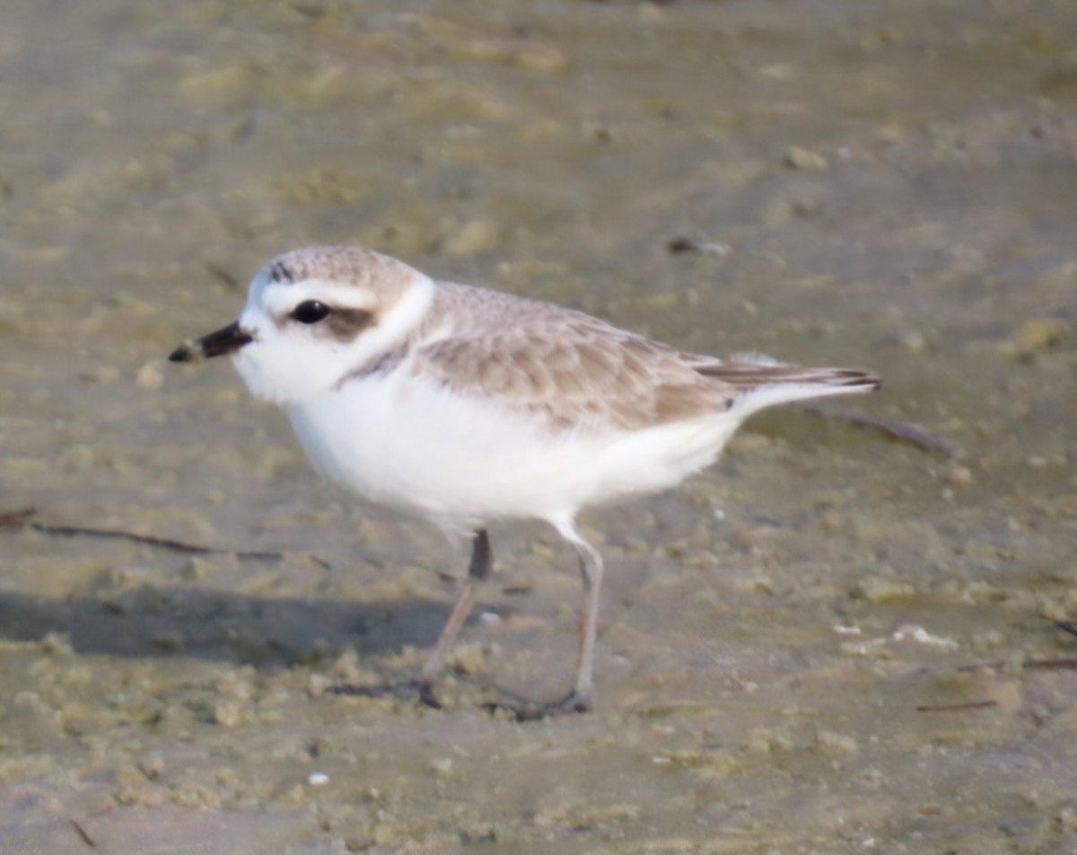 Snowy Plover - ML646404053