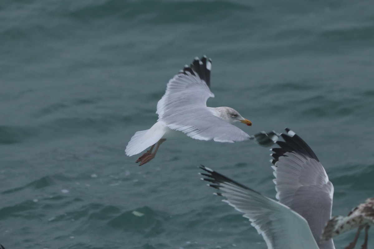 European Herring Gull - ML646404055