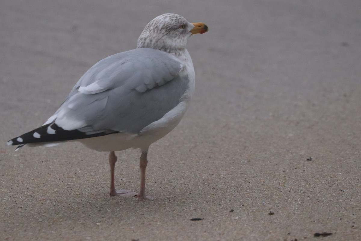 European Herring Gull - ML646404056