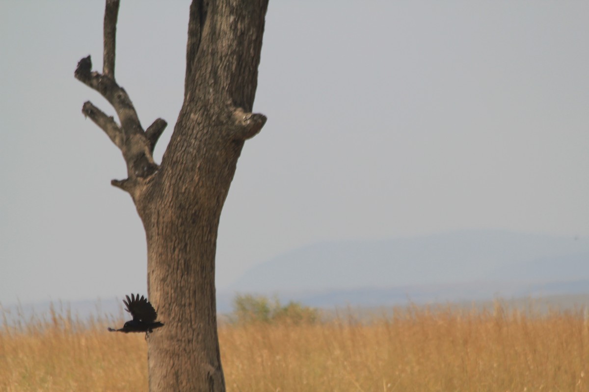 Rüppell's Starling - ML646404057