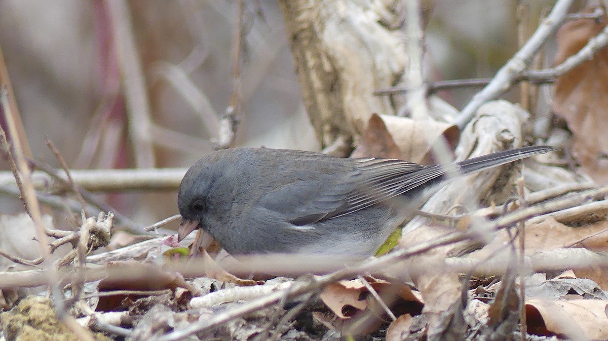 Dark-eyed Junco (Slate-colored) - ML646404058