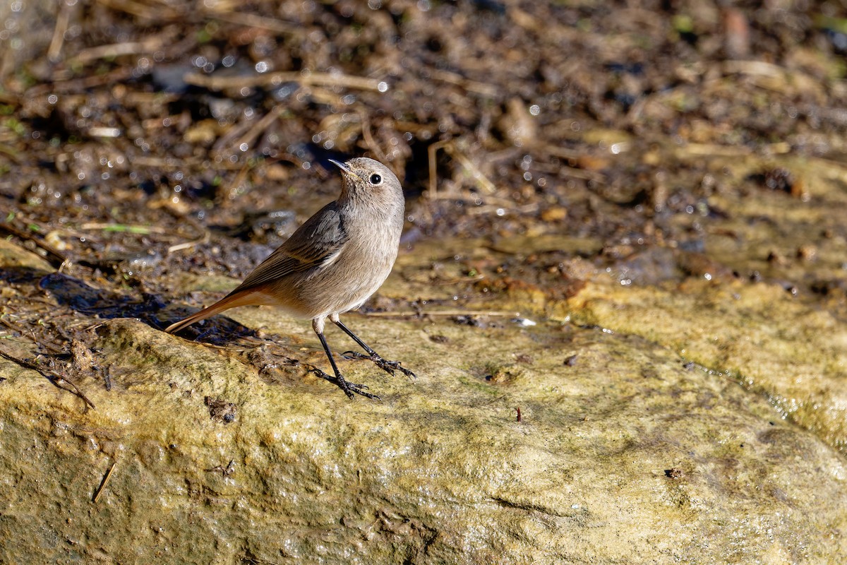 Black Redstart - ML646404059