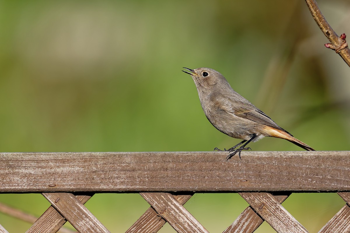 Black Redstart - ML646404060