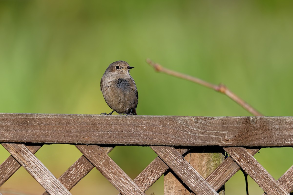 Black Redstart - ML646404061