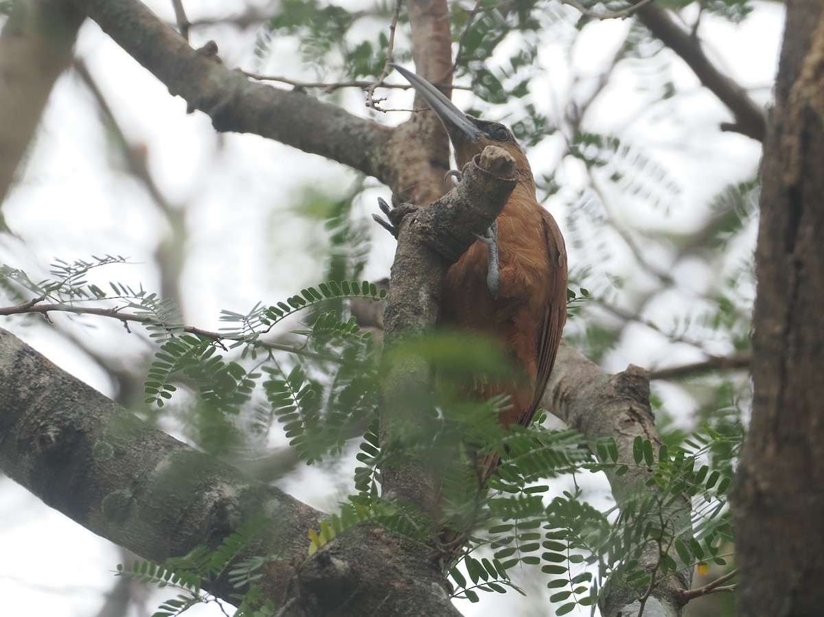 Great Rufous Woodcreeper - ML646404062