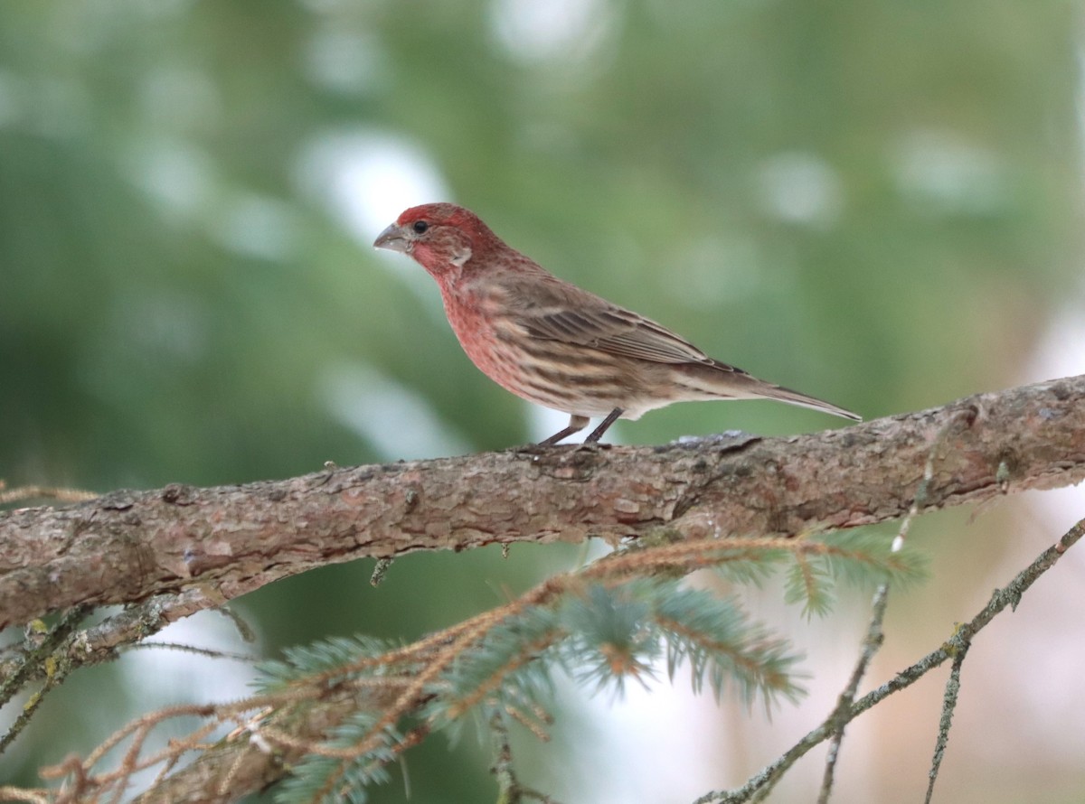House Finch - ML646404063