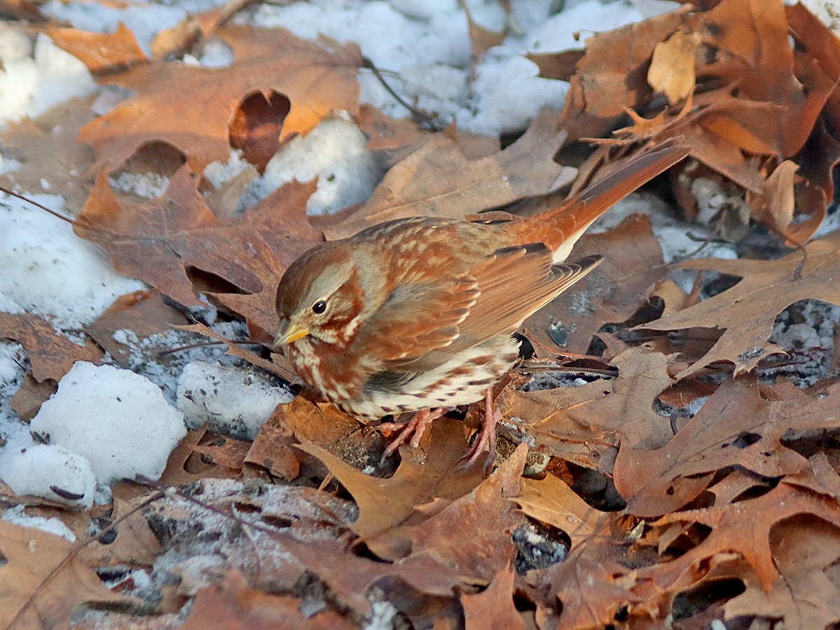 Fox Sparrow - ML646404064