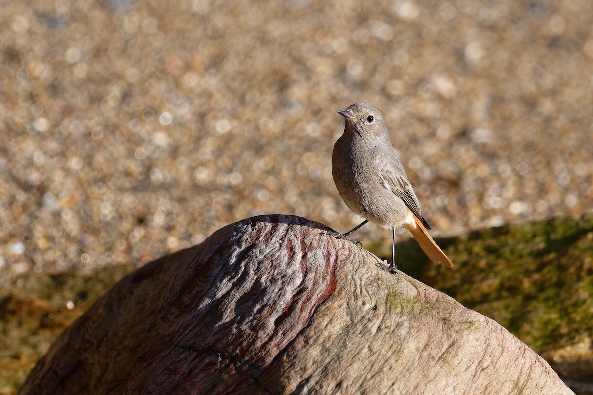 Black Redstart - ML646404065