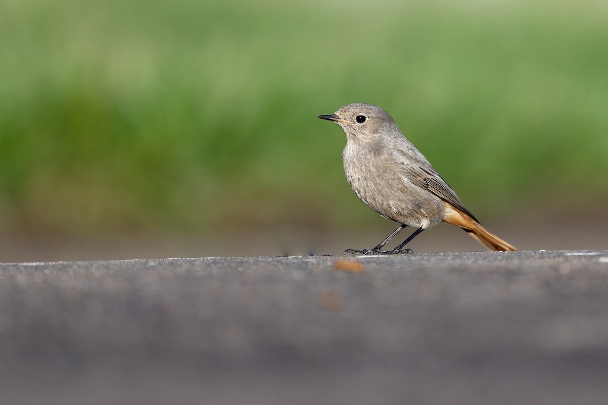 Black Redstart - ML646404066