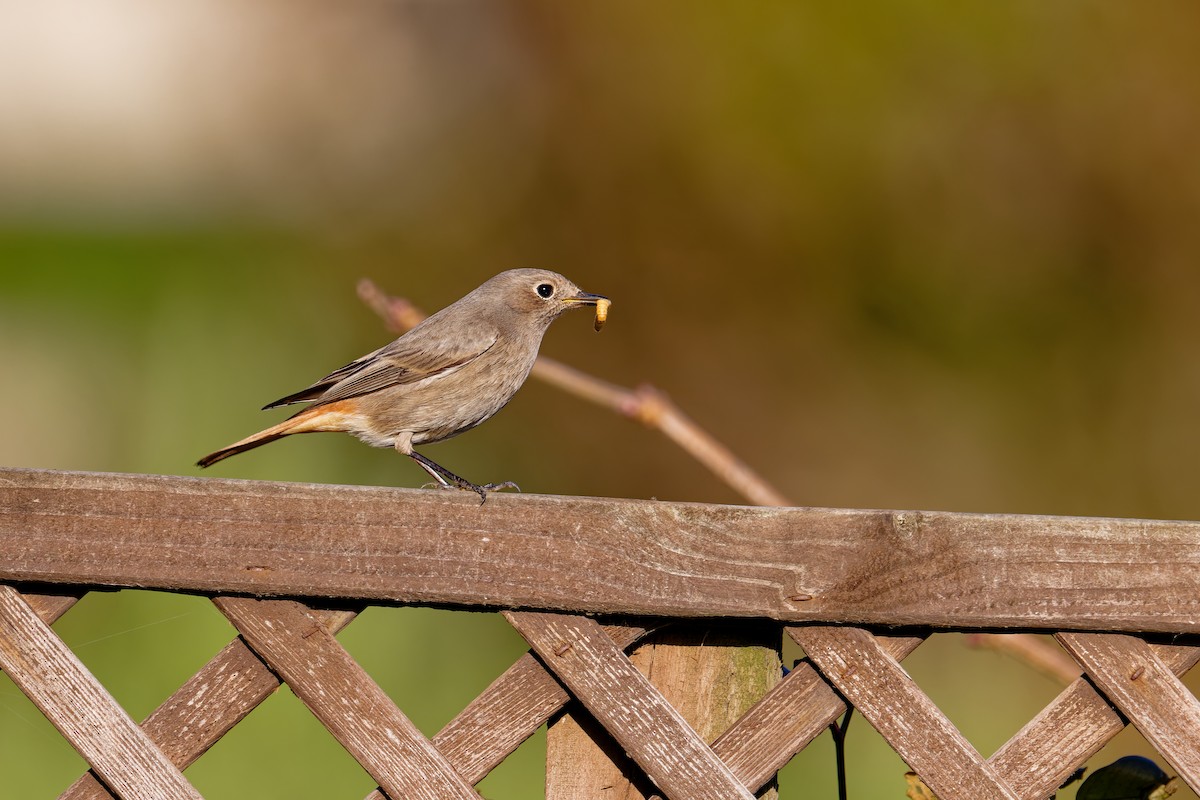 Black Redstart - ML646404067
