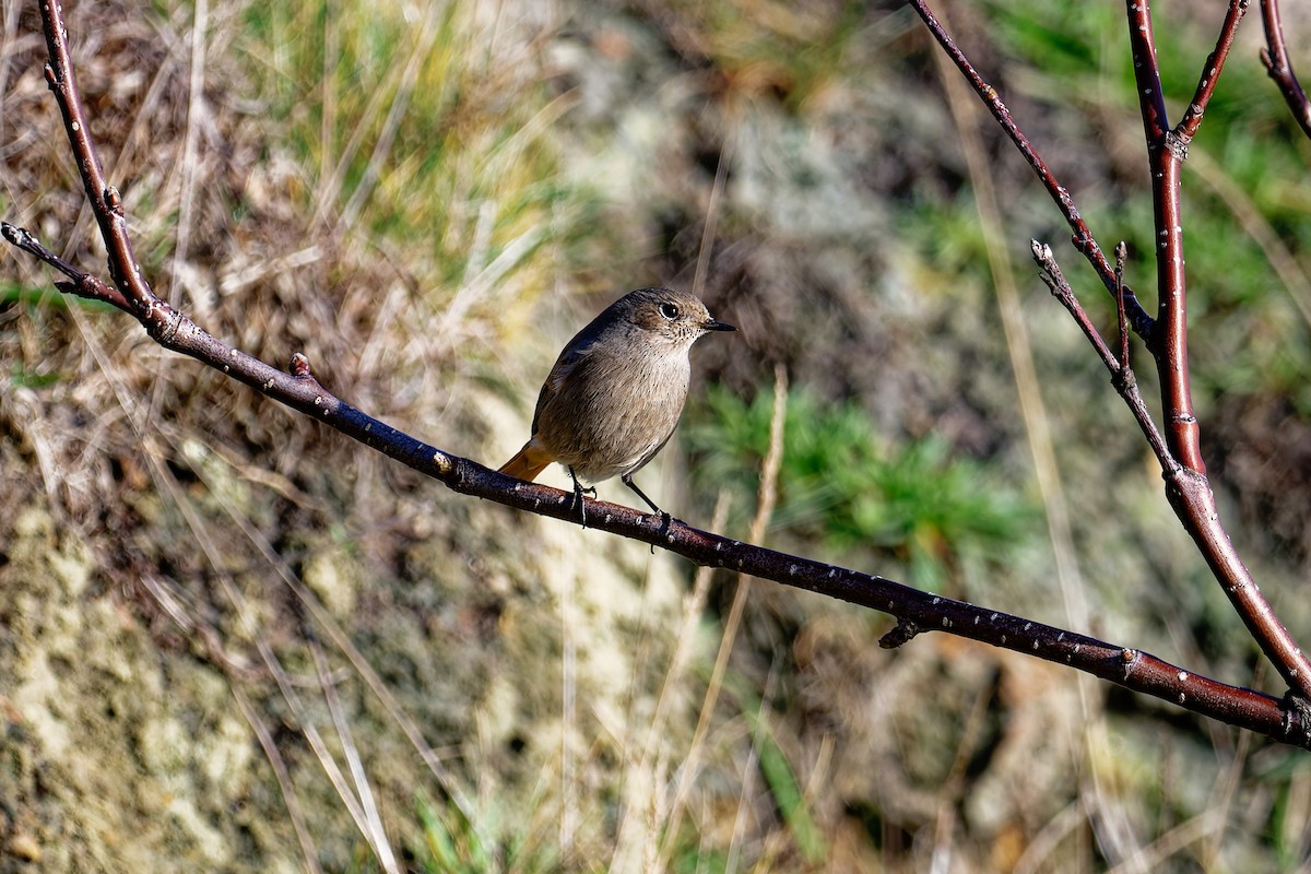 Black Redstart - ML646404068