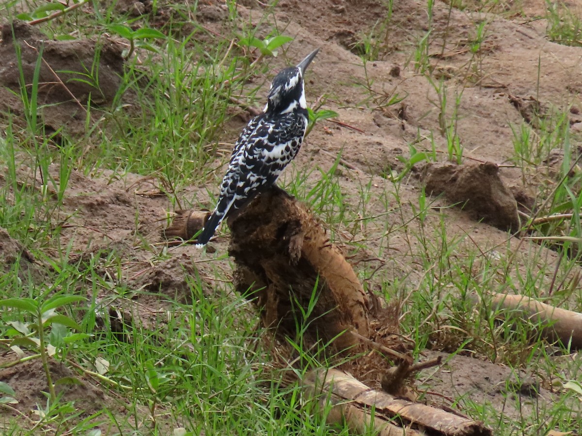 rybařík jižní - ML646404071