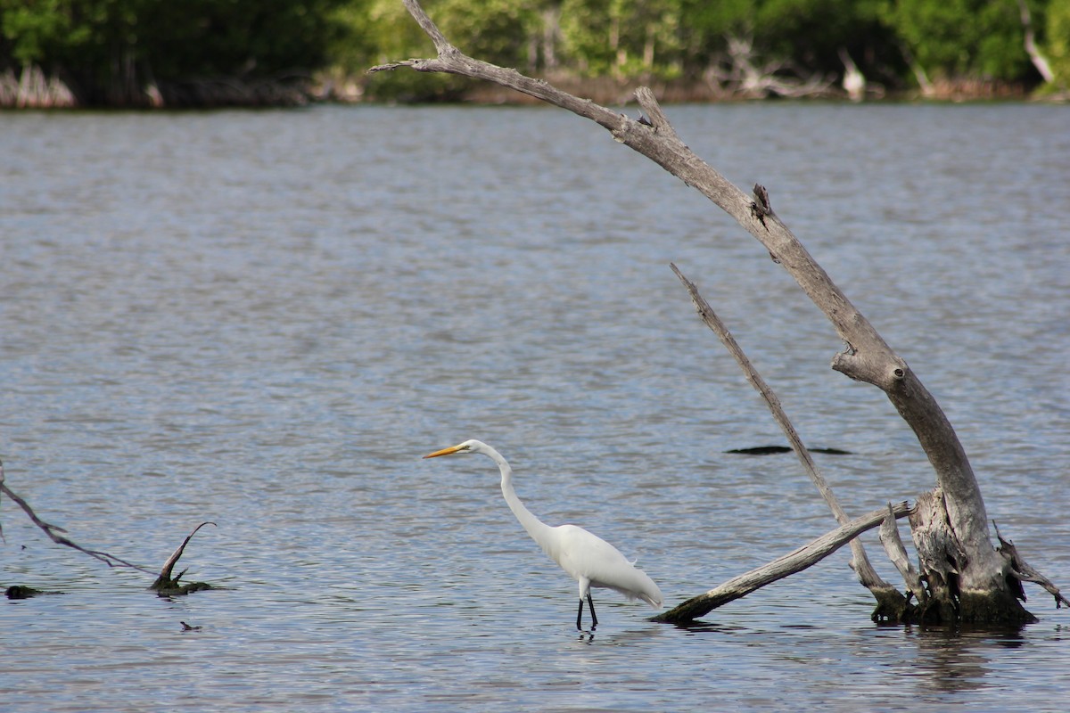 Great Egret - ML646404072