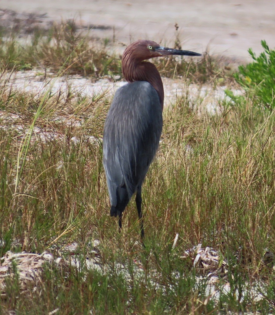 Reddish Egret - ML646404074