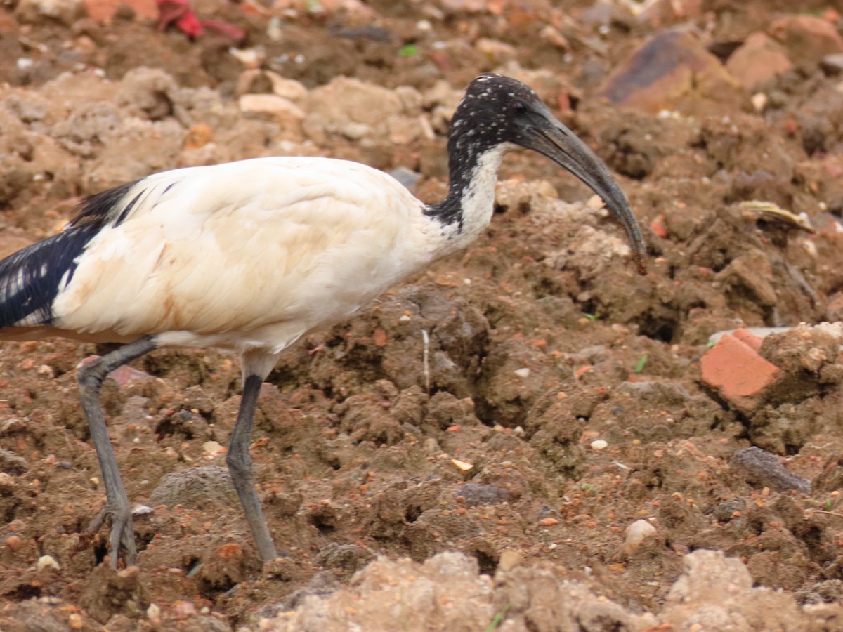 ibis posvátný - ML646404075